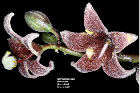 Fleurs male et femelle